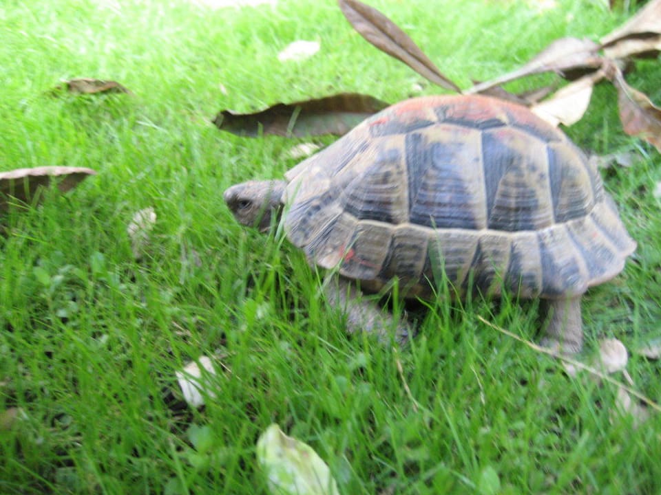 Schildkröte Megasaray Club Belek