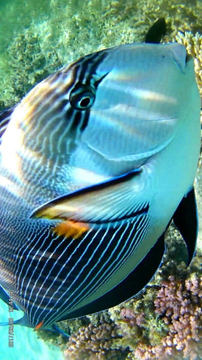 Strand Cleopatra Luxury Resort Makadi Bay