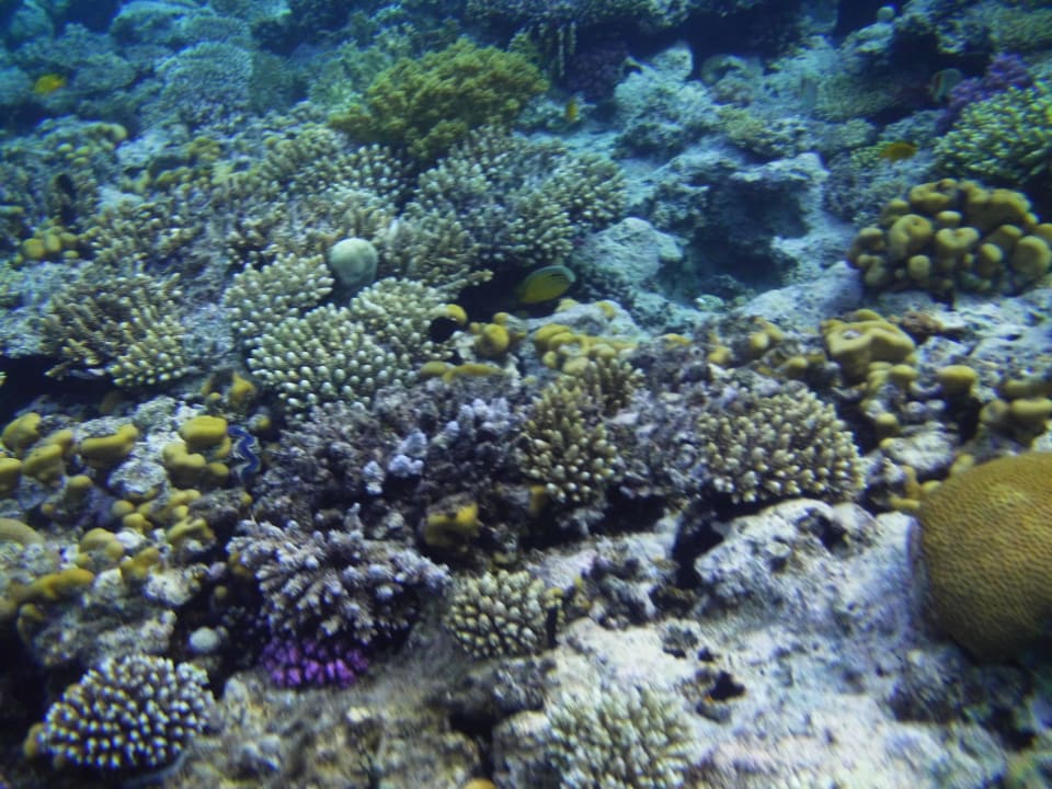 Riff Stella Beach Resort & Spa Makadi Bay