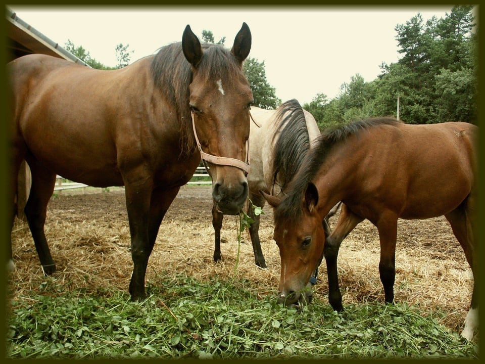 Konie - horses Appartments Stadnina Pod Lasem