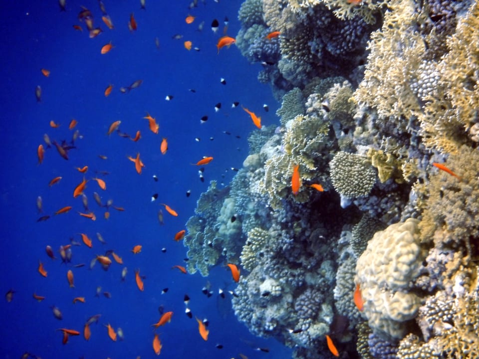 Strand Steigenberger Coraya Beach - Adults only