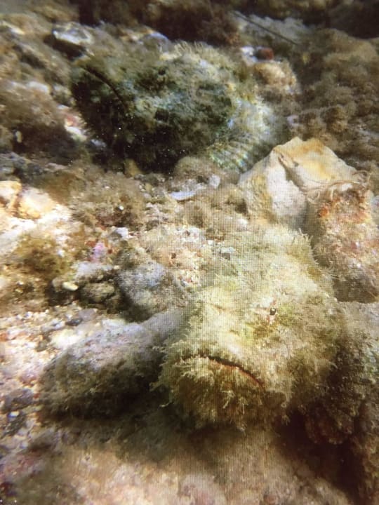 Giftige Steinfische am Strand Flachwasserzone Arabia Azur Resort
