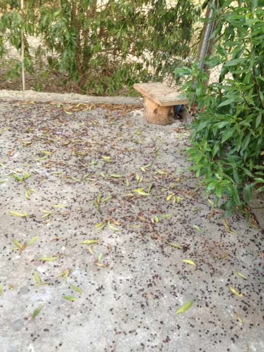 Überall Schmutz und Dreck Finca Kalotta