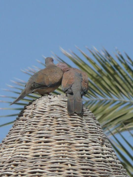 Tortorelle Steigenberger Coraya Beach - Adults only