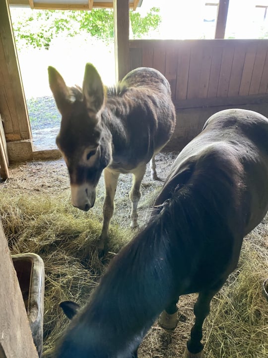 Sonstiges Frongahof Eckerl Böhmzwiesel