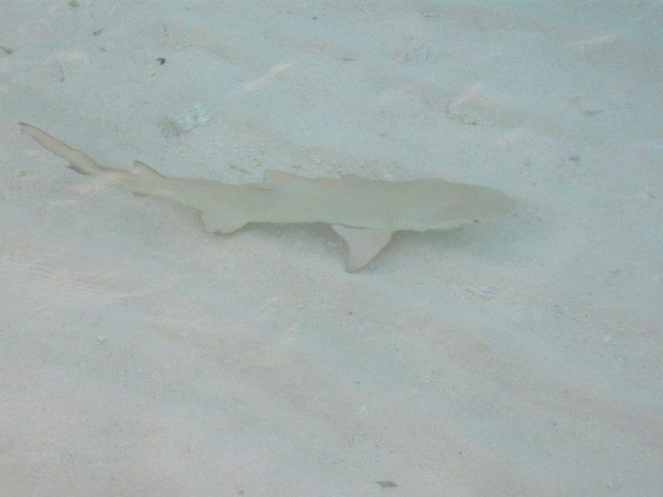 Hai am Strand vor Bungalow Villa Park Sun Island