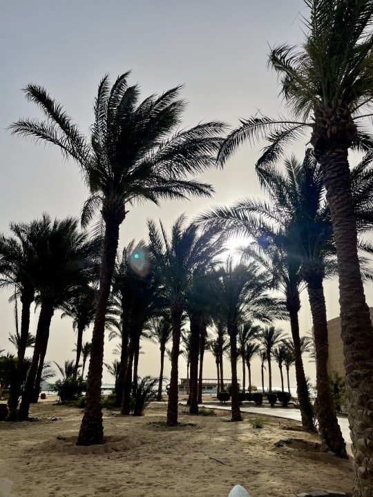 Gartenanlage Palm Royale Resort - Soma Bay