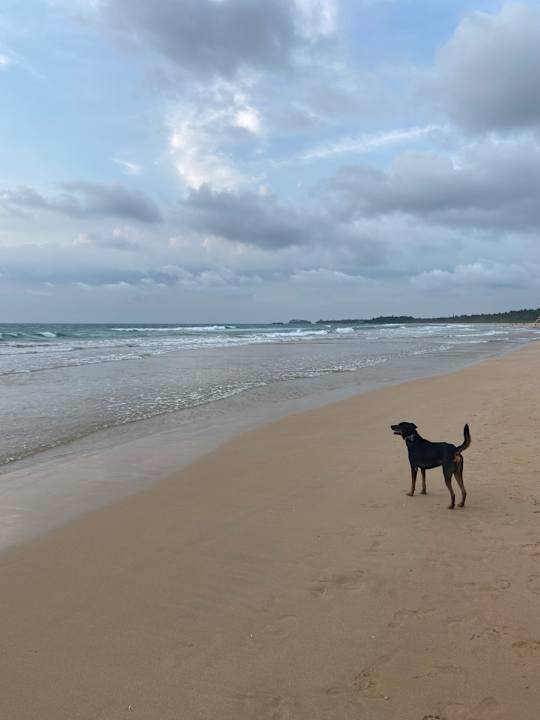 Strand Thaala Bentota