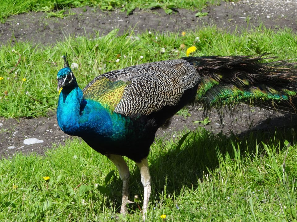 Pfau auf dem Hof Biobauernhof Loitzhof