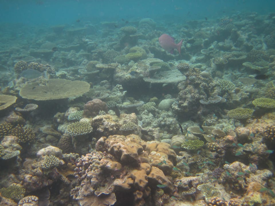 Riff vor Tiladhoo NH Collection Maldives Reethi Resort