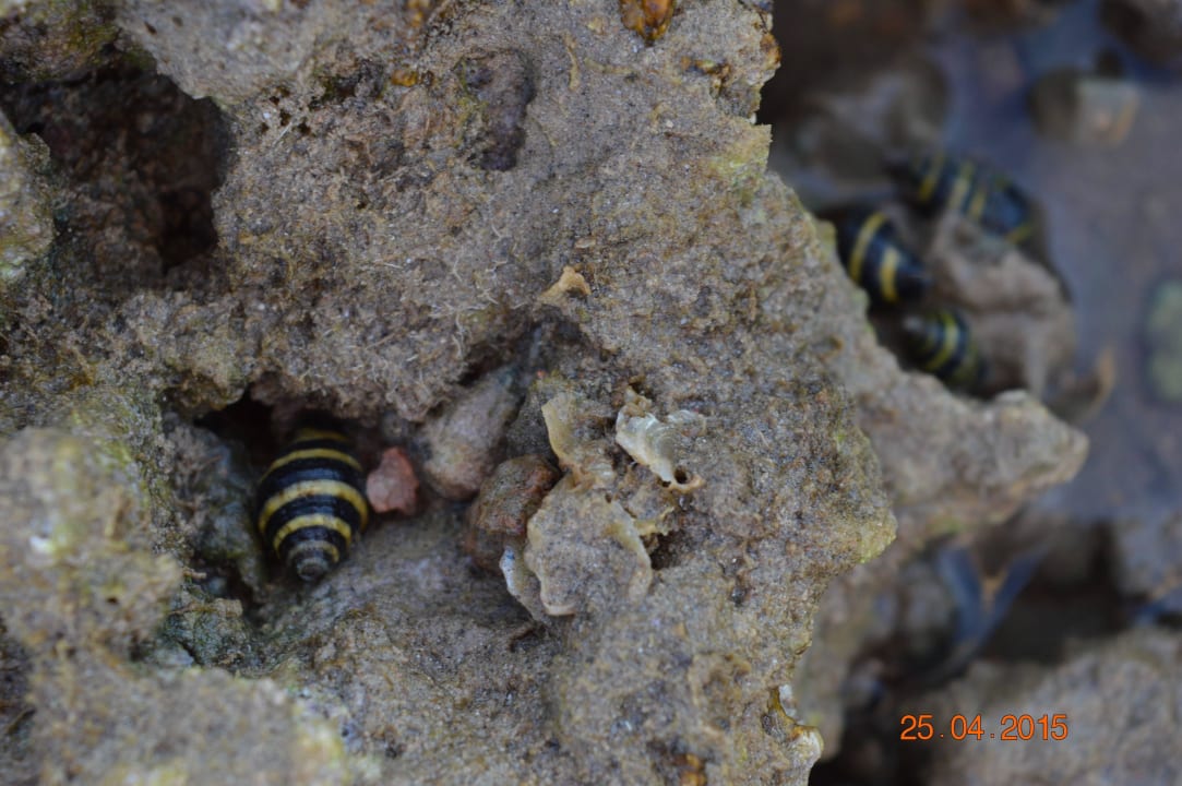 Морские обитатели  Jaz Makadi Oasis Resort