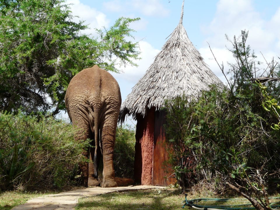 Elefant am Toilettenhäuschen Galdessa Camp
