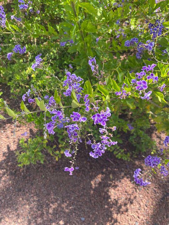 Gartenanlage Suites & Villas by Dunas