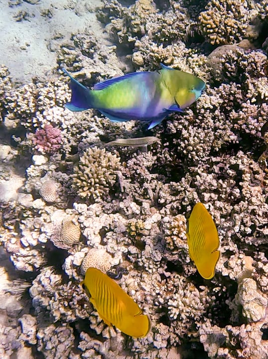 Strand Jaz Makadi Oasis Resort