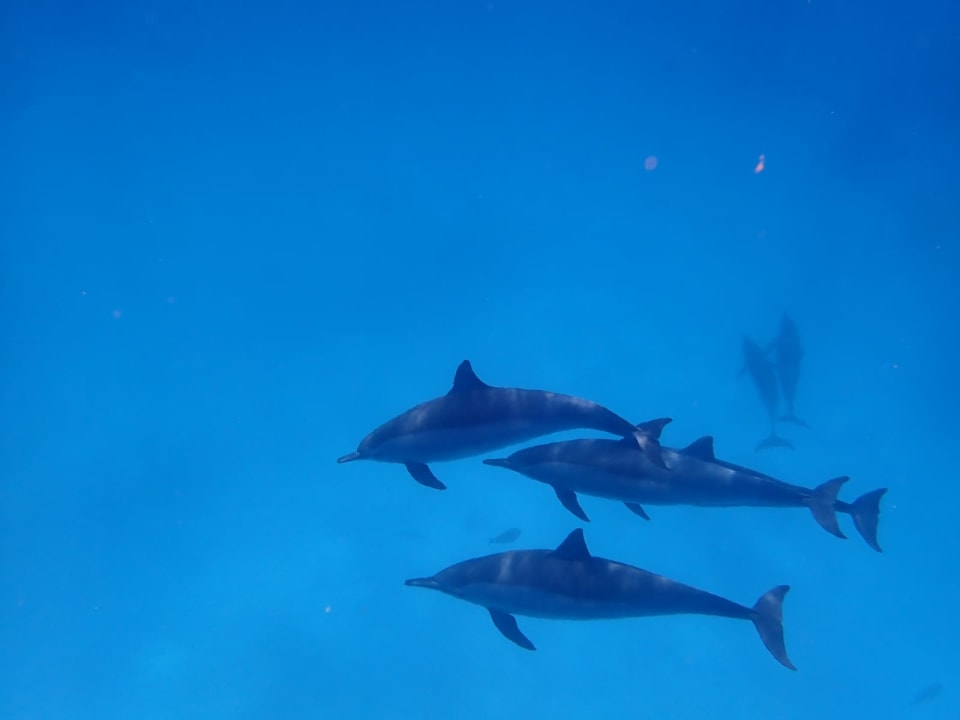 Sport & Freizeit Shams Alam Beach Resort