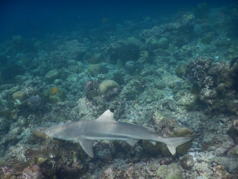 Sport & Freizeit NH Collection Maldives Reethi Resort