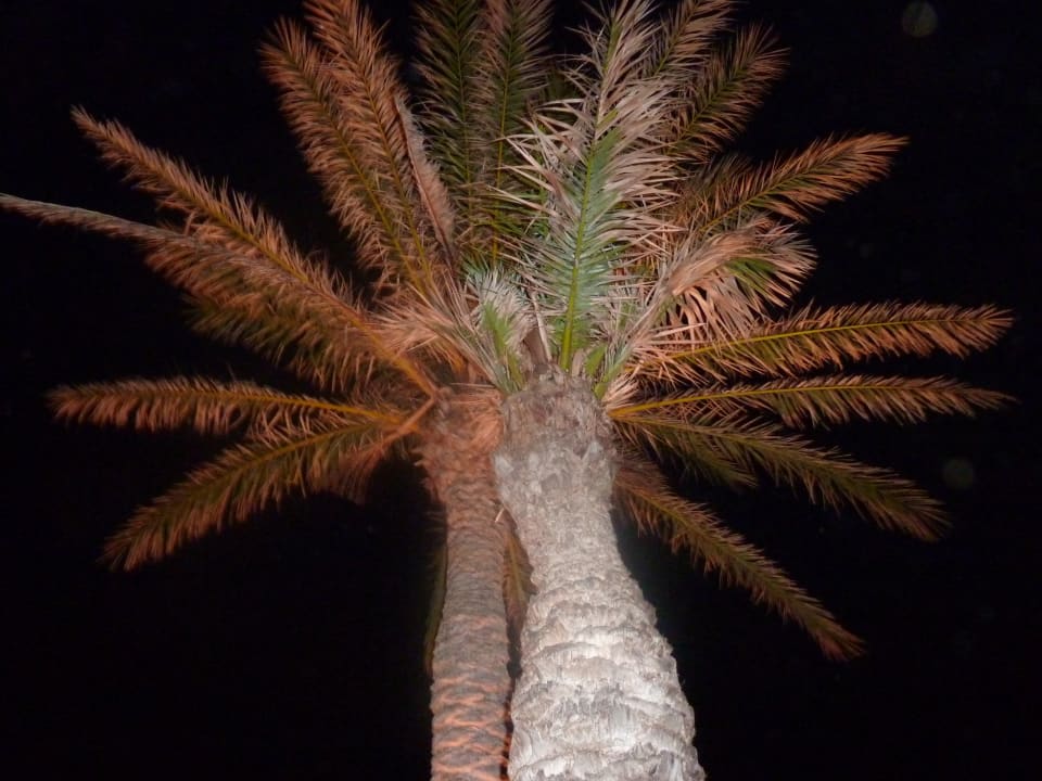 Sonstiges FERGUS Style Bahamas