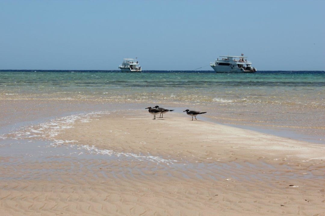Die vorgelagerte Sandbank Hotel Sheraton Soma Bay Resort