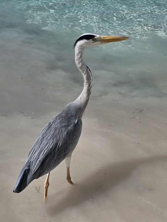 Sonstiges Kuredu Island Resort & Spa