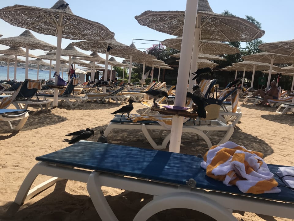 Strand Prima Life Makadi Resort