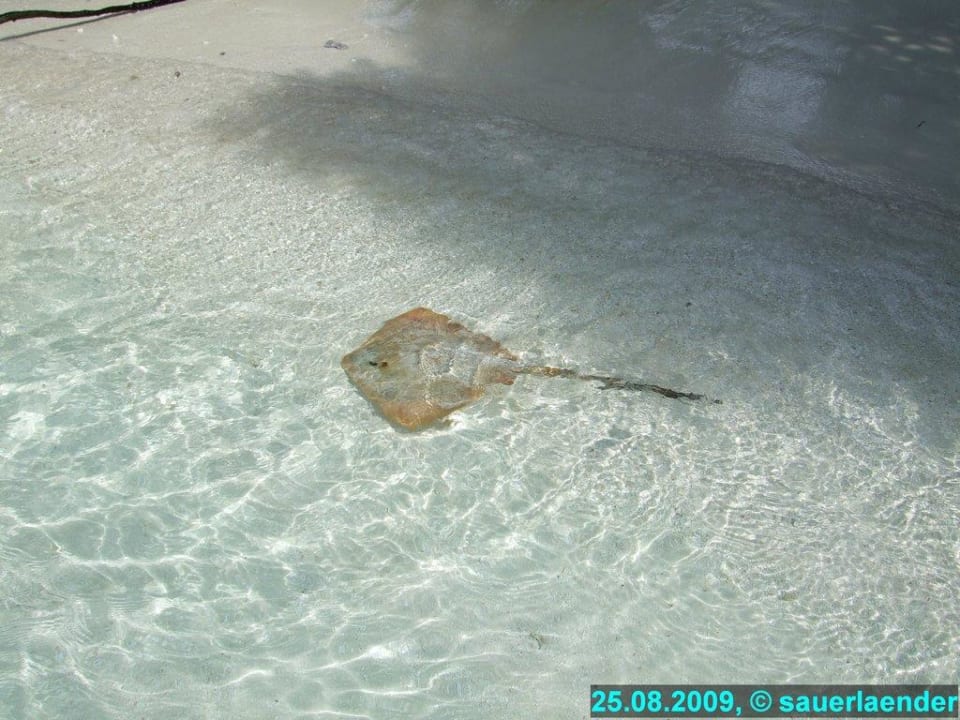 Minirochen am Strand Vilamendhoo Island Resort & Spa