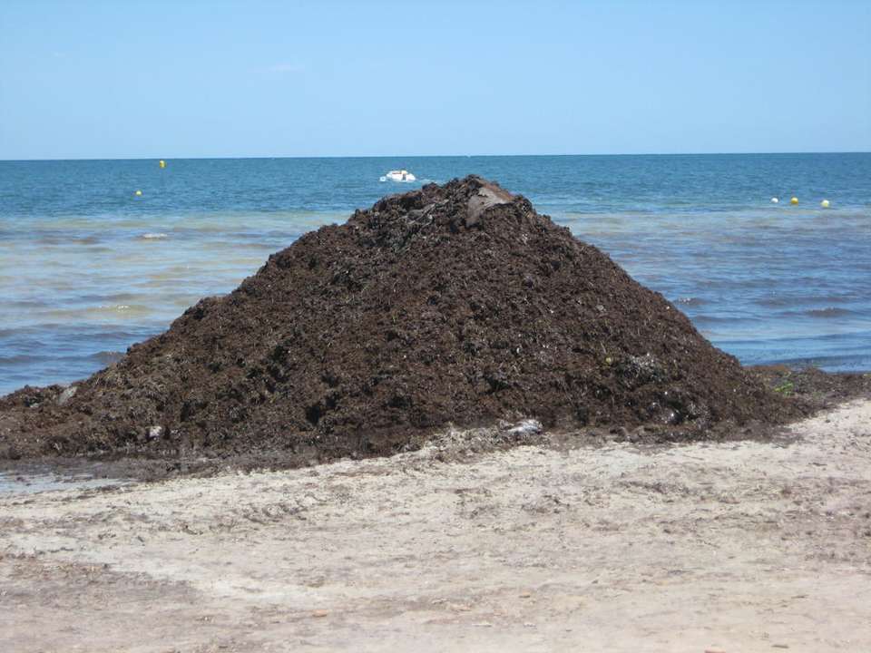Der erste Schwung Algen Hotel Rosa Beach