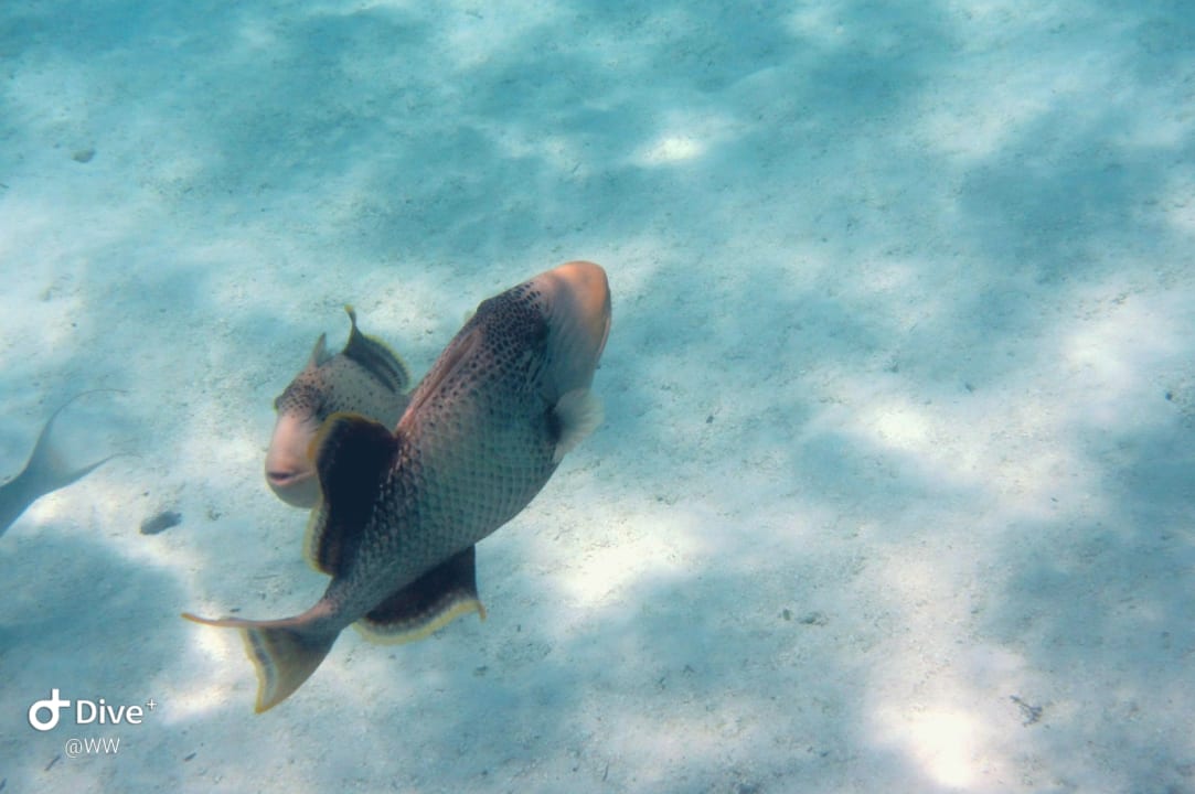 Sport & Freizeit NH Collection Maldives Havodda Resort