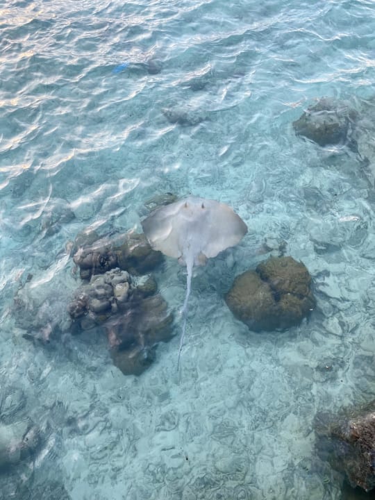 Strand Adaaran Select Meedhupparu Island Resort - Premium All Inclusive