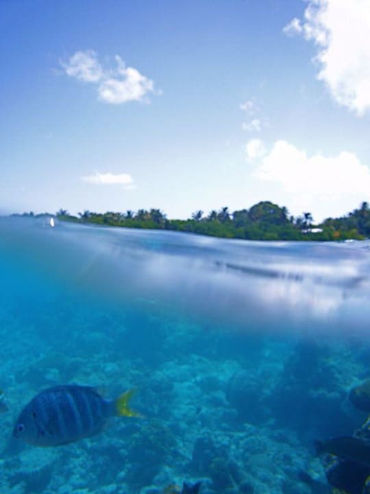 Schnorcheln Kuramathi Maldives