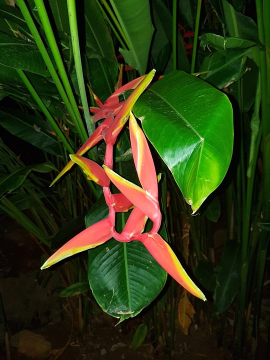 Gartenanlage Moracea by Khao Lak Resort