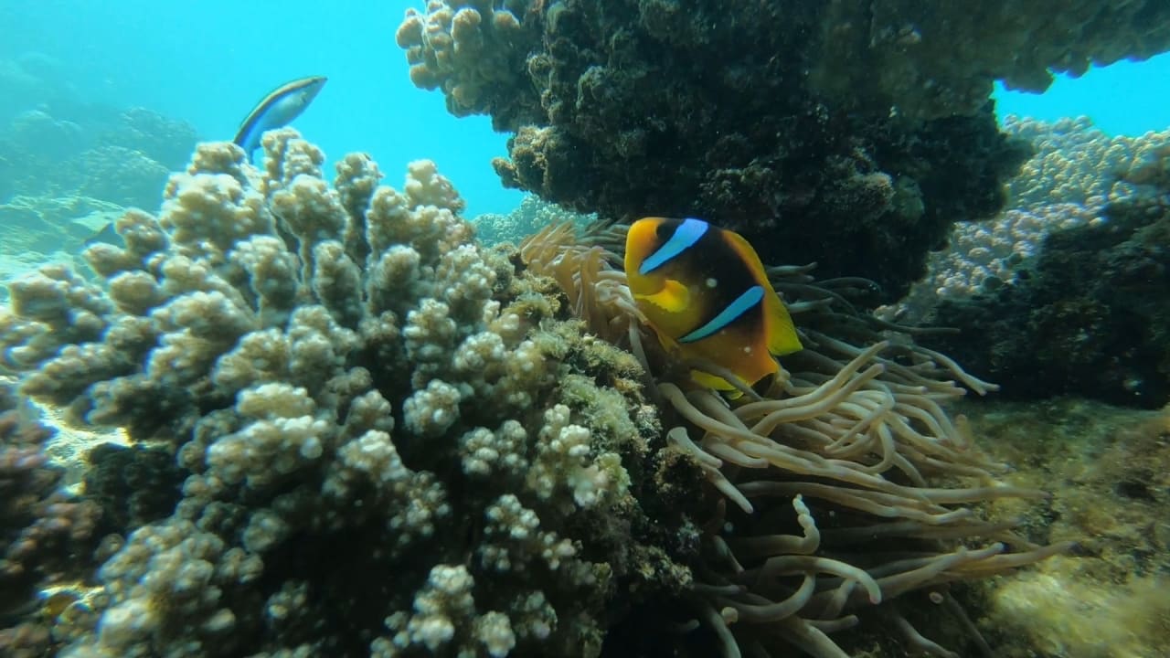 Sport & Freizeit Pickalbatros Citadel Resort