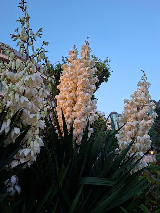 Gartenanlage Hotel Mena Palace