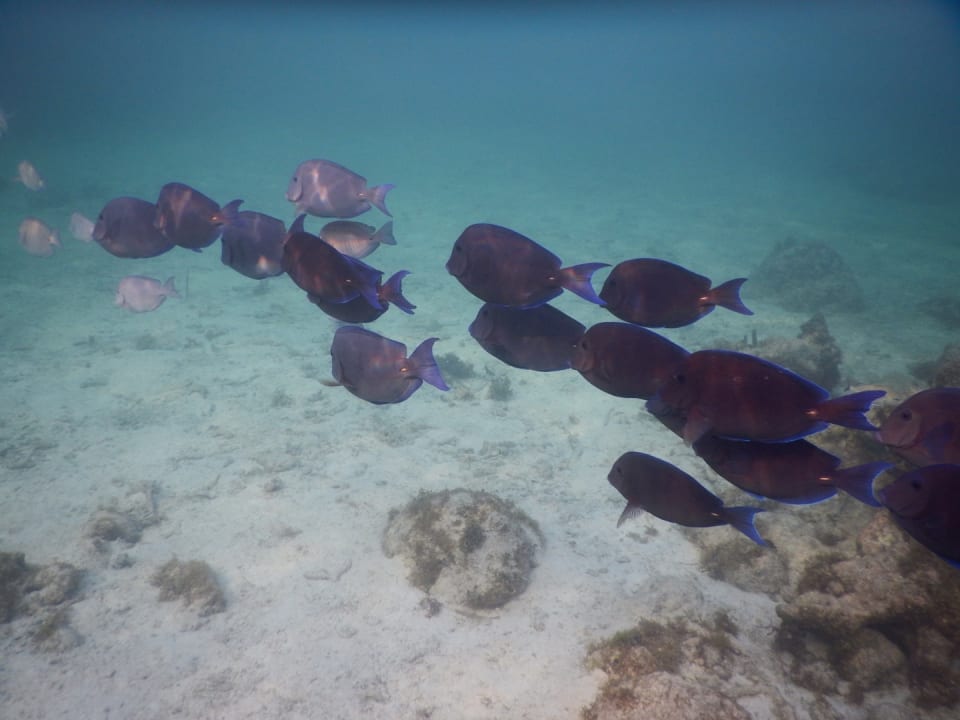Strand Akumal Bay Beach & Wellness Resort