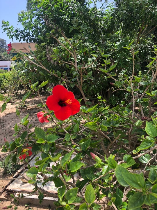 Gartenanlage Marhaba Royal Salem