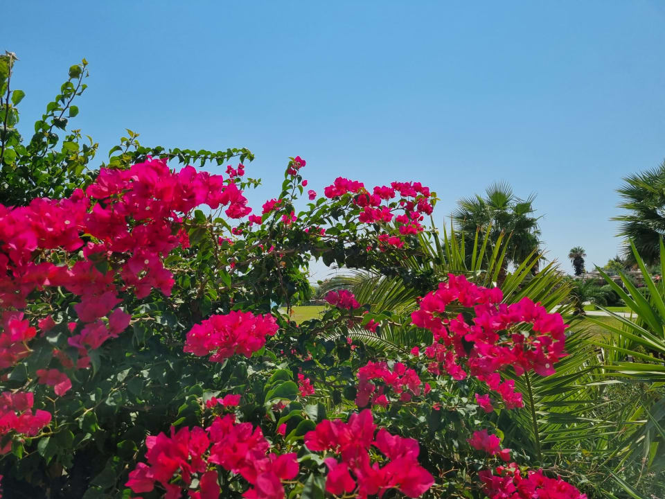 Gartenanlage Grand Blue Beach Hotel