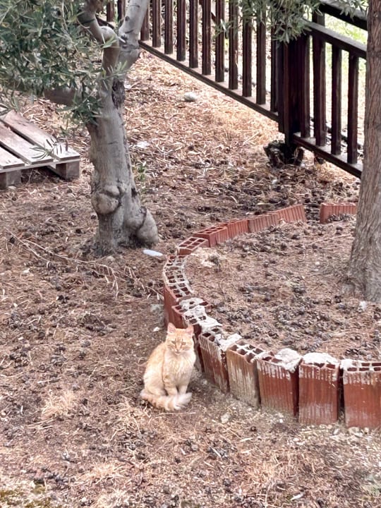 Sonstiges Akrathos Beach Hotel