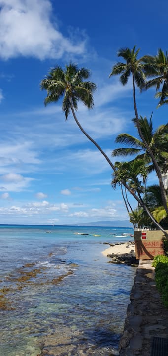 Gartenanlage Diamond Head Beach Hotel 303 - Studio Apts