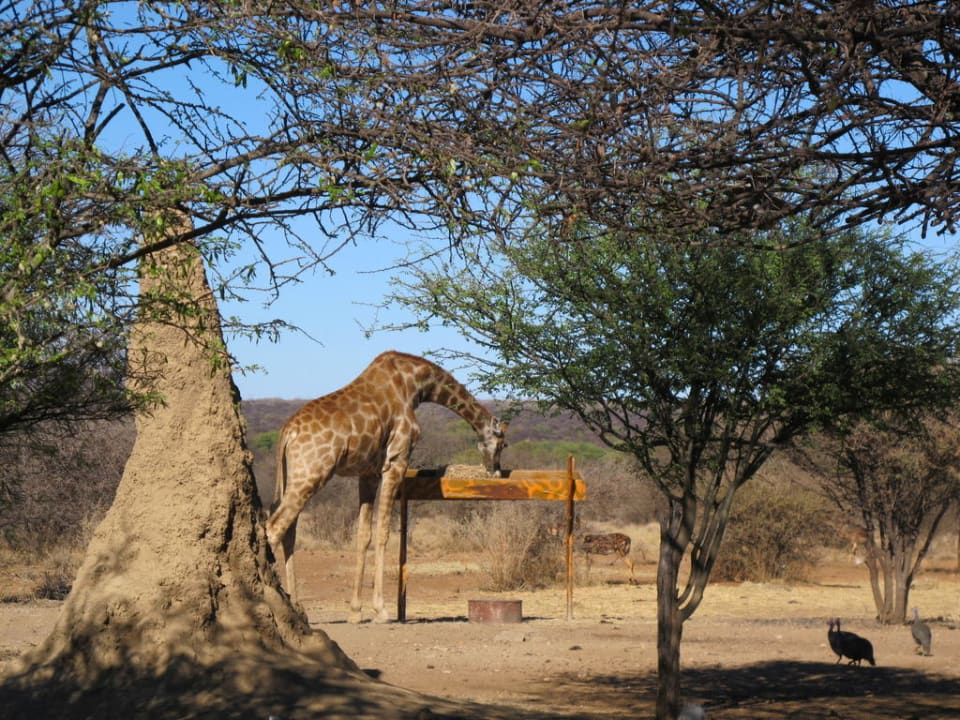 Tiere Ardilla Mini Lodge