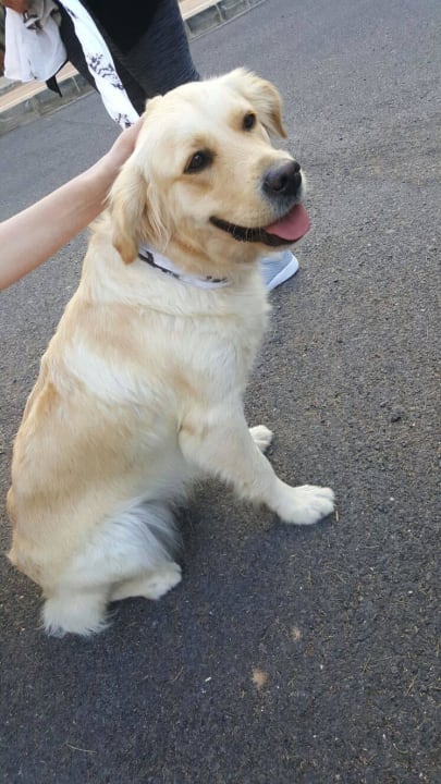 Zugelaufener Golden Retriever SBH Club Paraiso Playa