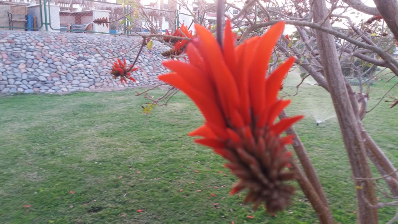 Gartenanlage Hurghada Long Beach Resort