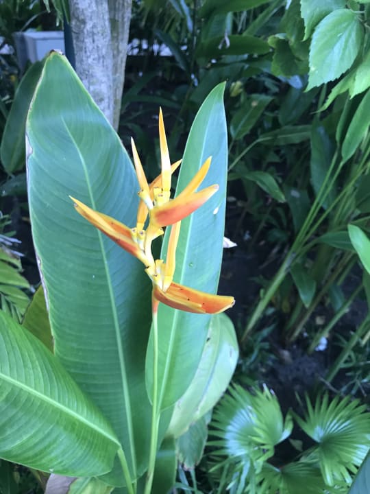 Garten Kuramathi Maldives