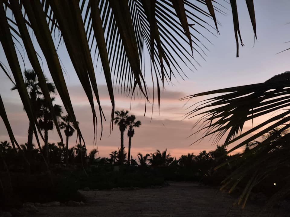 Gartenanlage Hotel Riu Palace Santa Maria