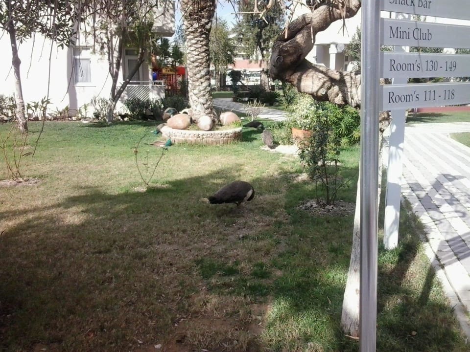 Garten mit Pfau Seaden Corolla Hotel
