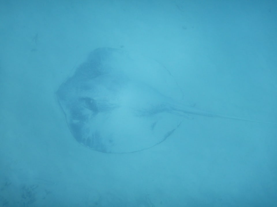 Sport & Freizeit Cinnamon Hakuraa Huraa Maldives