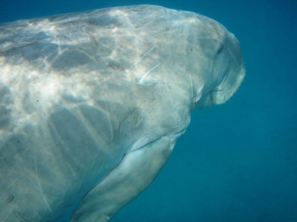 Duggong Malikia Resort Abu Dabbab