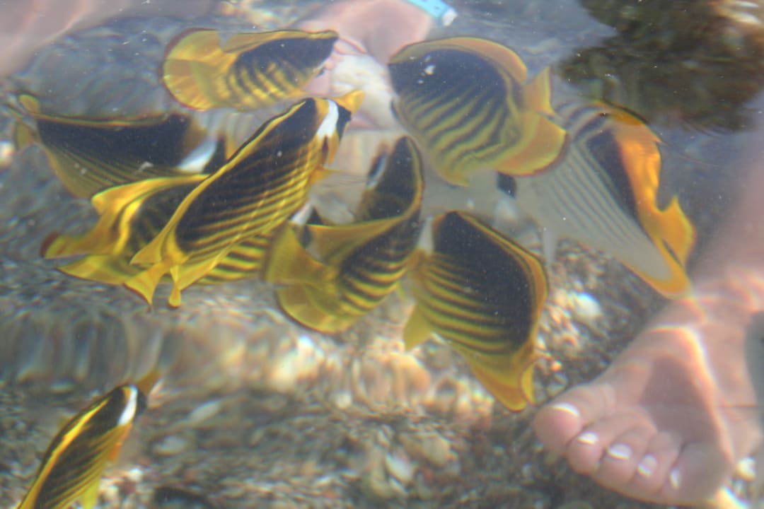 Rybki przy brzegu Three Corners Sea Beach Resort