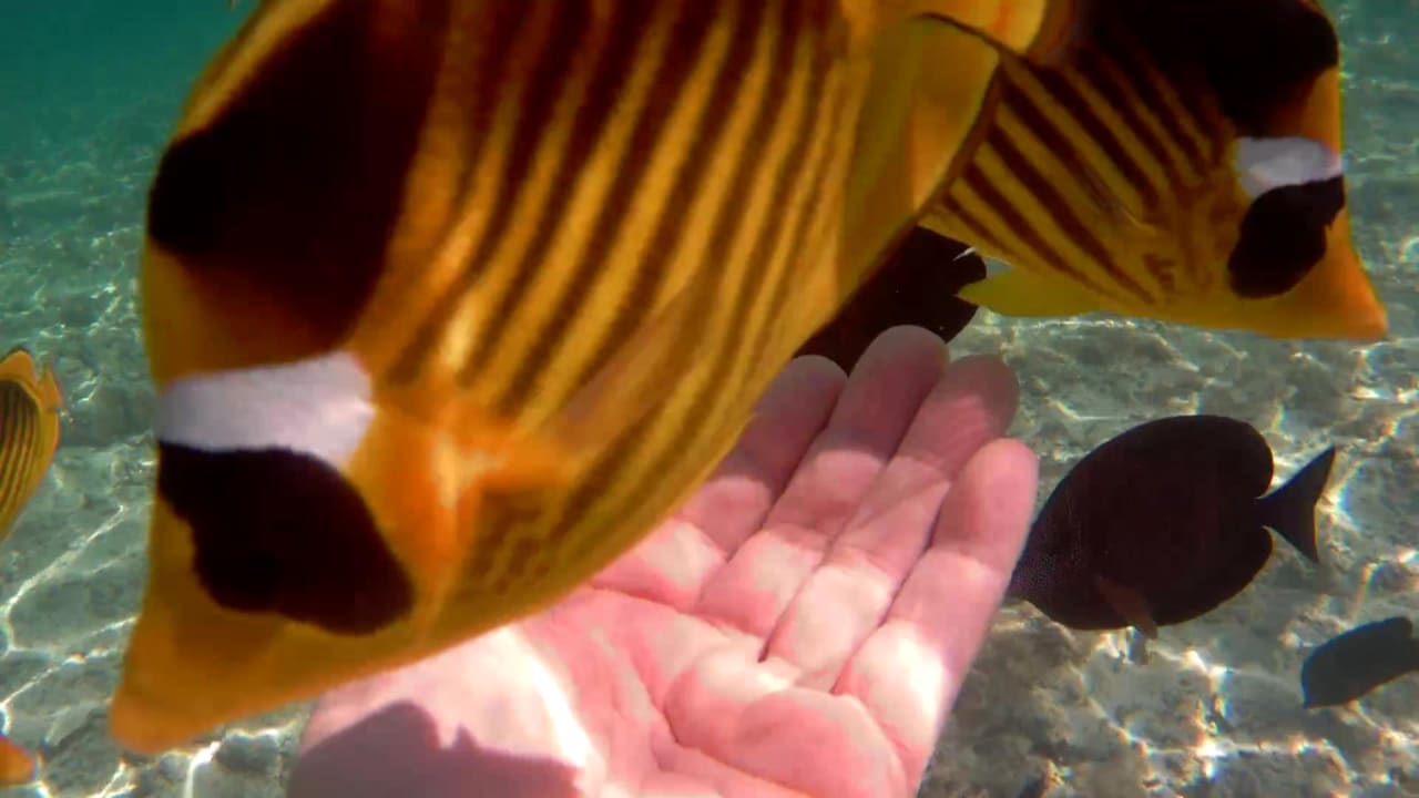 Strand Pickalbatros Sea World Resort - Marsa Alam