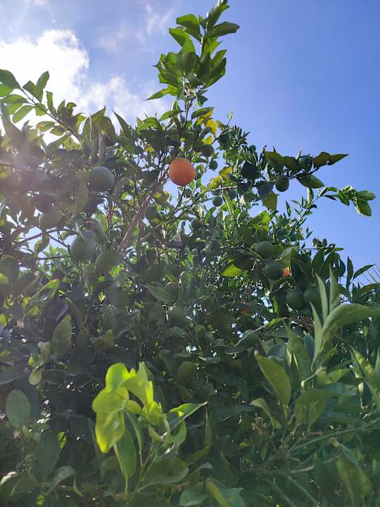 Gartenanlage Acanthus Cennet Barut Collection