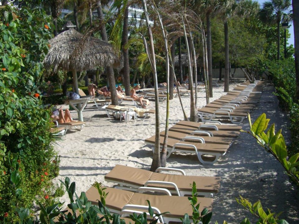 Liegen im hinteren Bereich der Aussenanlage Hotel Riu Plaza Miami Beach