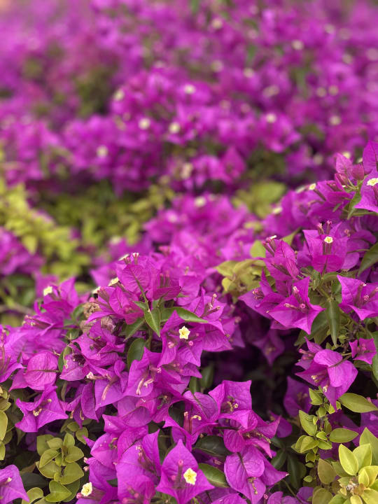 Gartenanlage Limak Lara Deluxe Hotel & Resort